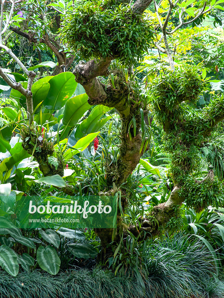 434220 - Trunk with epiphytic plants, National Orchid Garden, Singapore