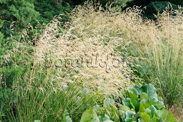 486146 - Tufted hair grass (Deschampsia cespitosa)