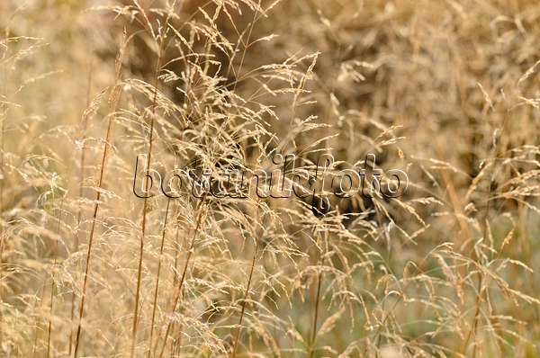 502044 - Tufted hair grass (Deschampsia cespitosa)