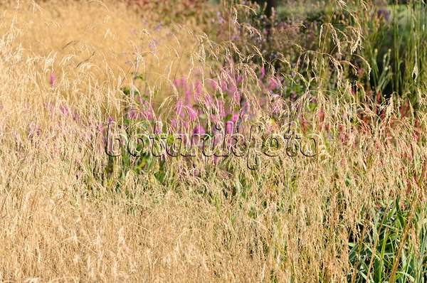 535065 - Tufted hair grass (Deschampsia cespitosa 'Tardiflora')