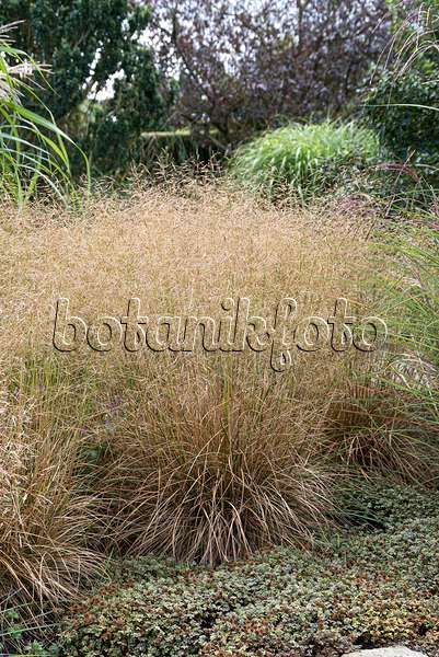 616383 - Tufted hair grass (Deschampsia cespitosa 'Goldschleier')