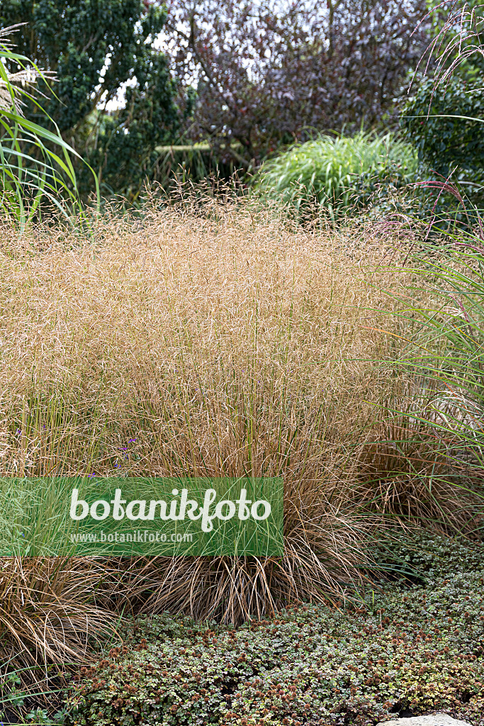 616383 - Tufted hair grass (Deschampsia cespitosa 'Goldschleier')