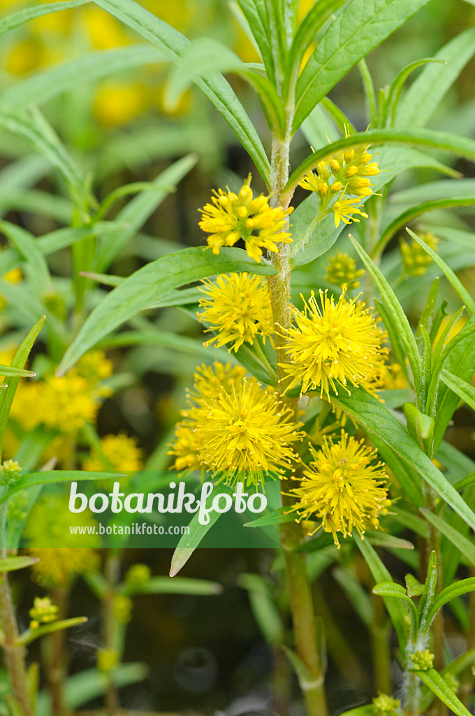 472276 - Tufted loosestrife (Lysimachia thyrsiflora)