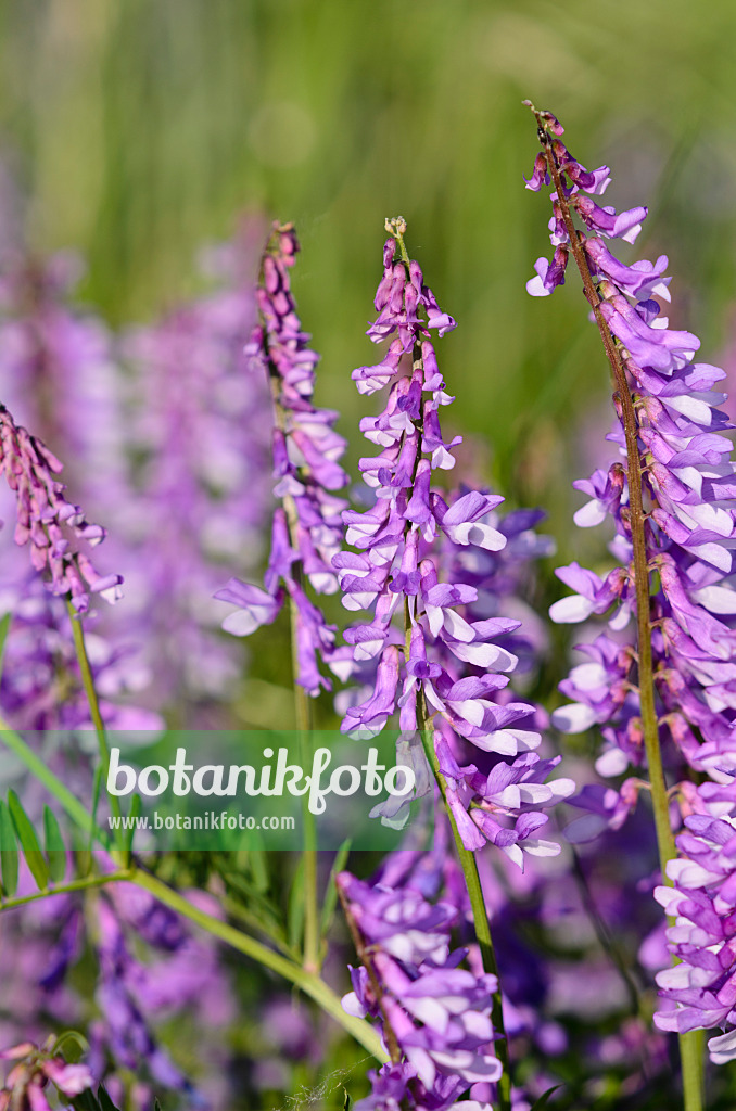 521032 - Tufted vetch (Vicia cracca)