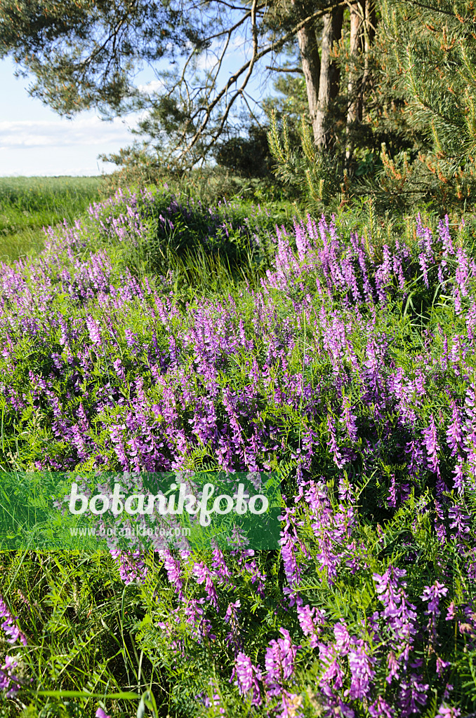 521035 - Tufted vetch (Vicia cracca)