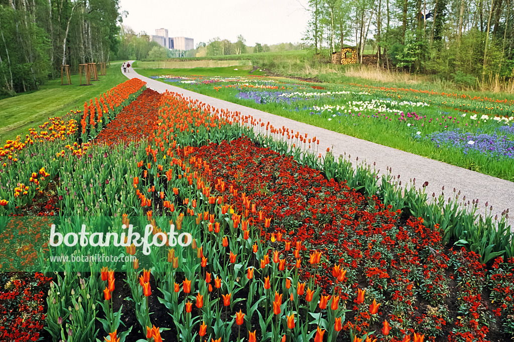 390015 - Tulip field