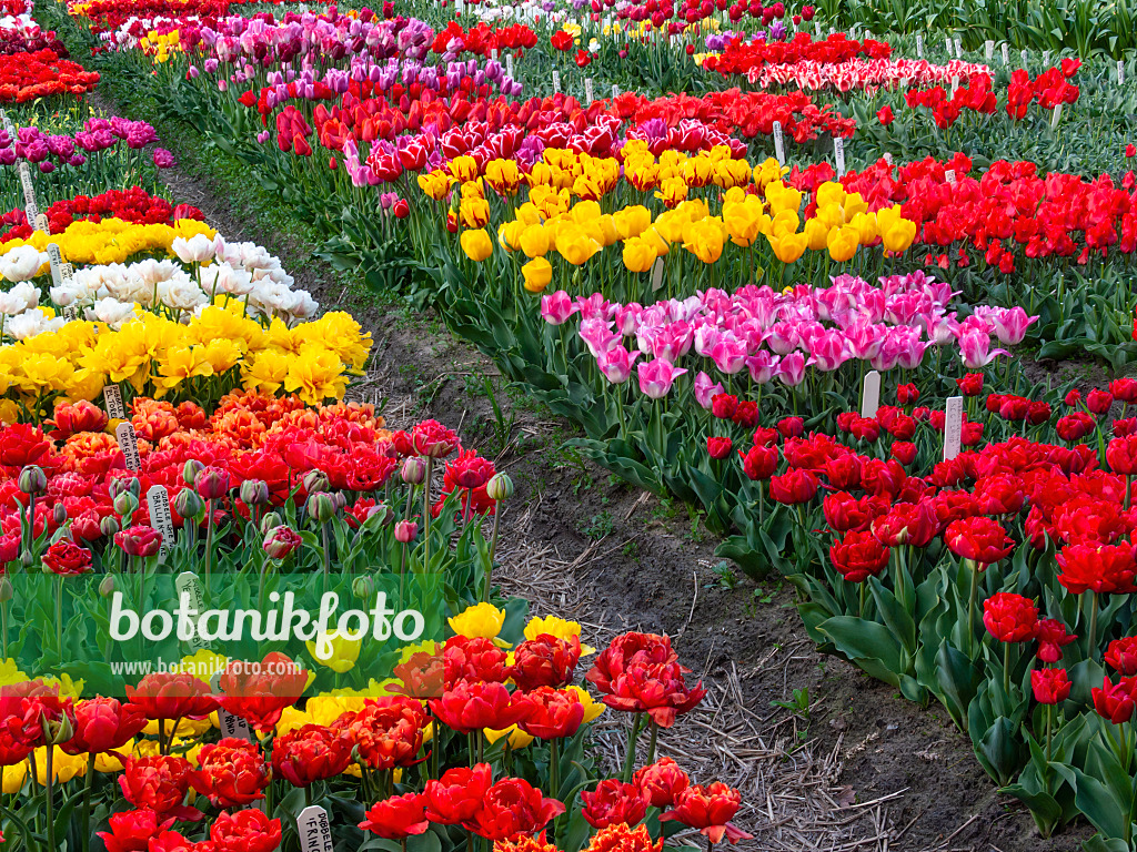 401042 - Tulip field, Noordwijk, Netherlands