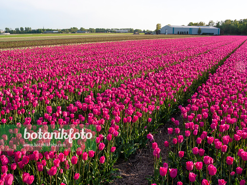 401099 - Tulip field, Noordwijk, Netherlands