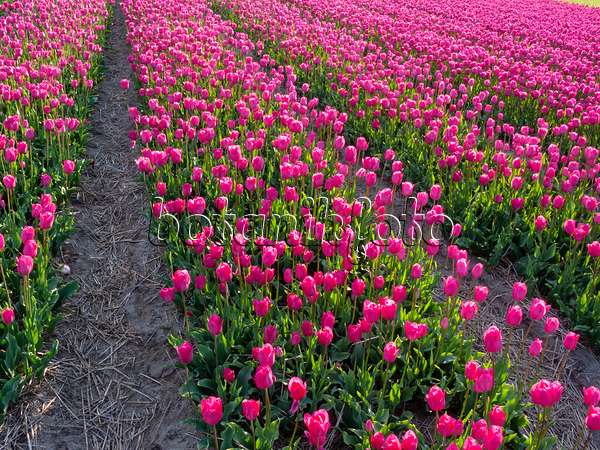 401100 - Tulip field, Noordwijk, Netherlands