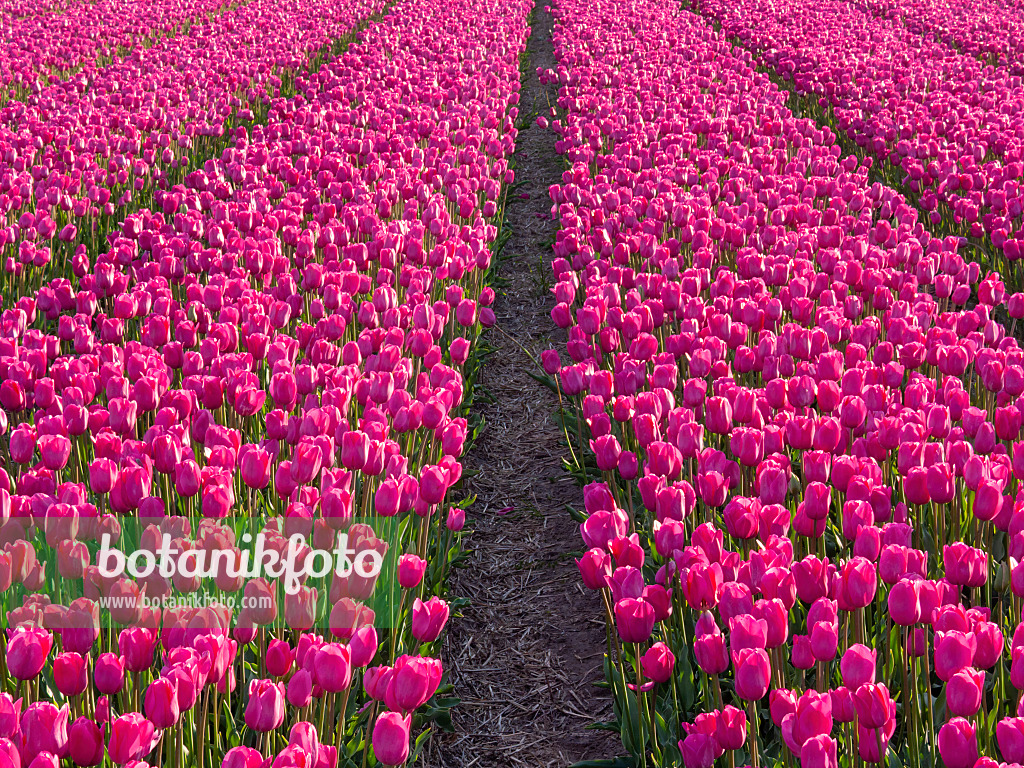 401101 - Tulip field, Noordwijk, Netherlands