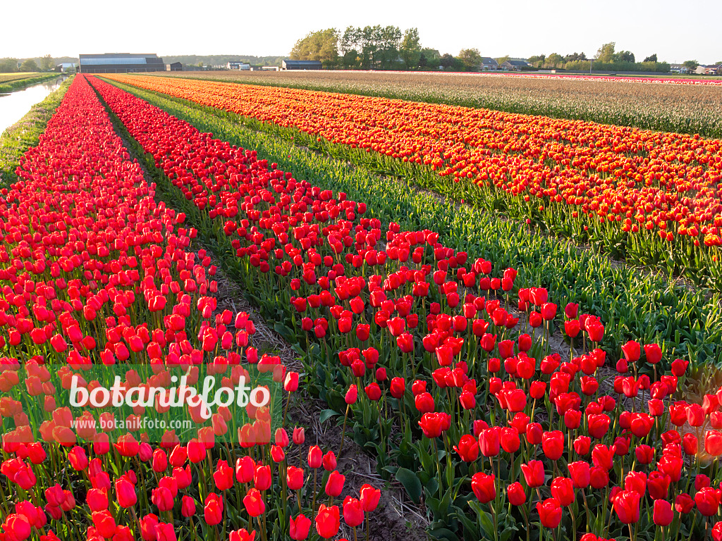 401103 - Tulip field, Noordwijk, Netherlands