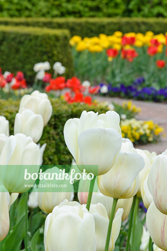 471189 - Tulip garden