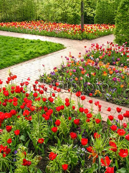 425006 - Tulip garden, Britzer Garten, Berlin, Germany