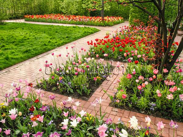 425007 - Tulip garden, Britzer Garten, Berlin, Germany