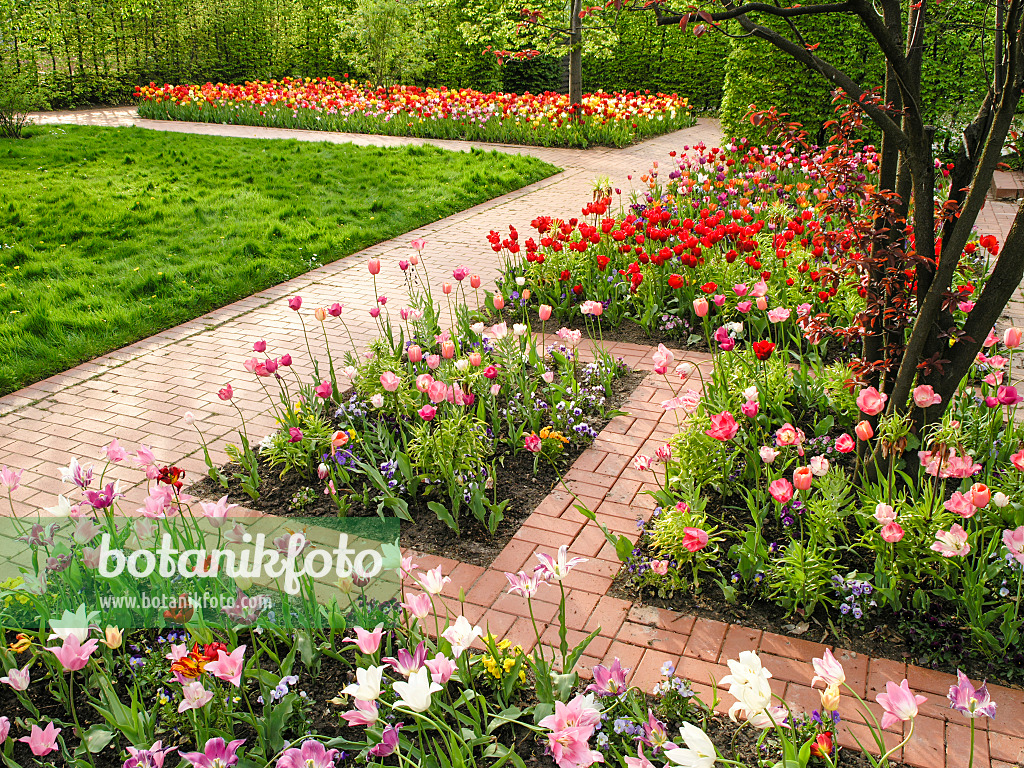 425007 - Tulip garden, Britzer Garten, Berlin, Germany