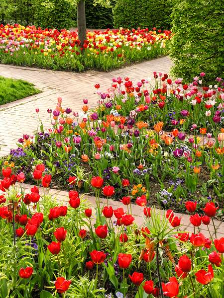 425008 - Tulip garden, Britzer Garten, Berlin, Germany