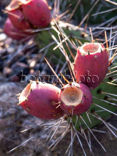 430138 - Tulip prickly pear (Opuntia phaeacantha var. camanchica 'Longispina')