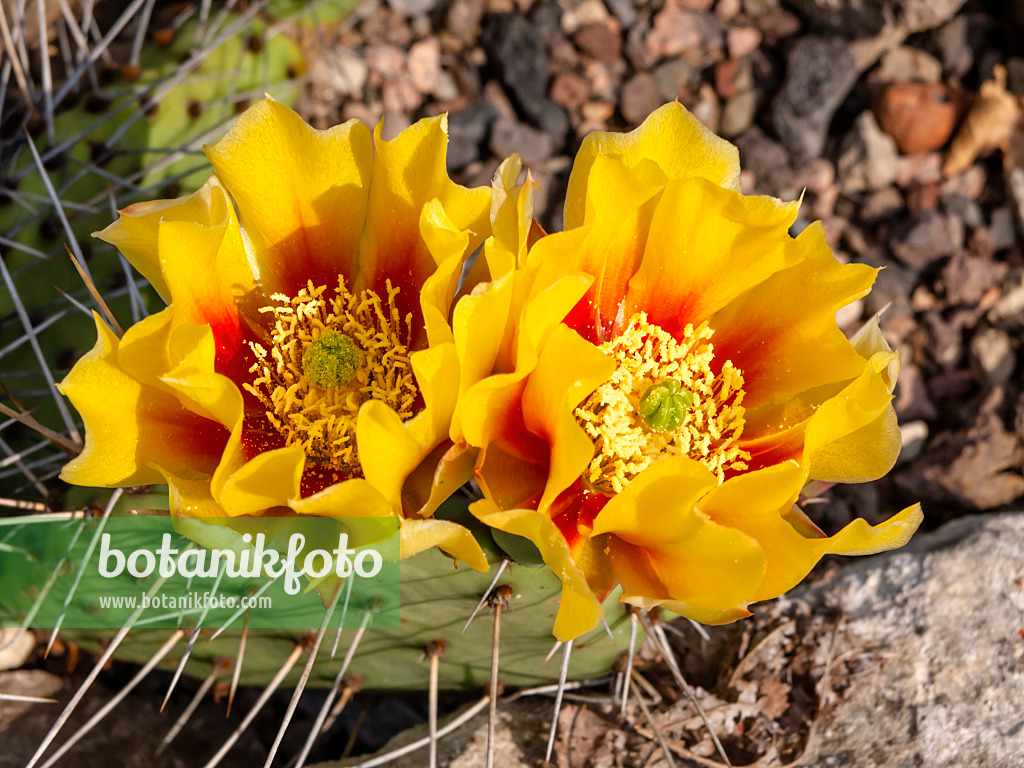 438283 - Tulip prickly pear (Opuntia phaeacantha var. camanchica)