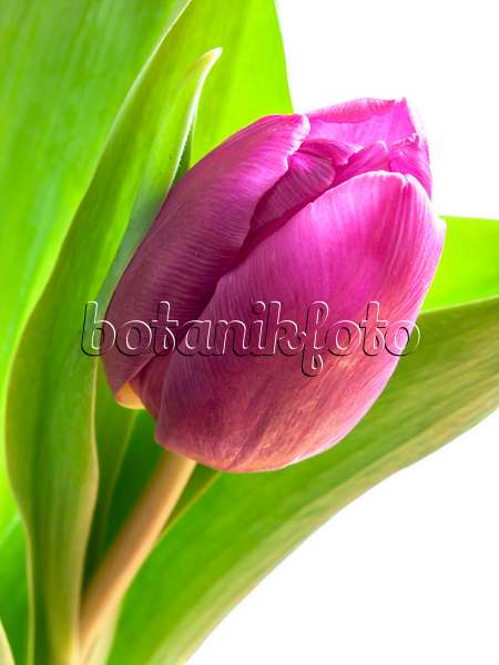 433051 - Tulip (Tulipa)