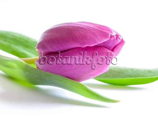 433053 - Tulip (Tulipa)