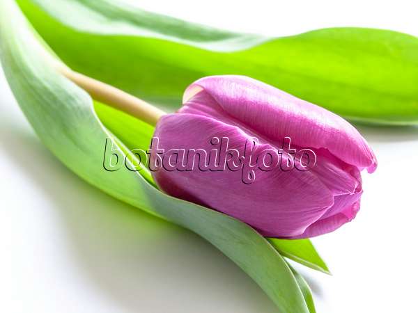 433055 - Tulip (Tulipa)