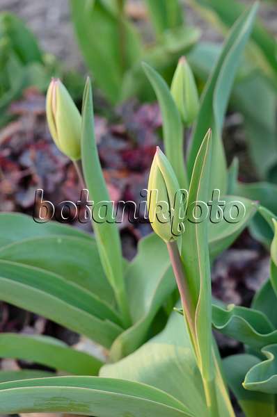 531005 - Tulip (Tulipa)