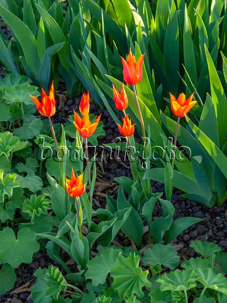 437155 - Tulip (Tulipa hybr.)