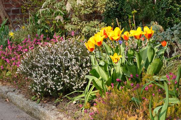 471051 - Tulip (Tulipa) and winter heather (Erica carnea syn. Erica herbacea)