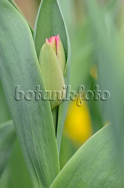 519171 - Tulip (Tulipa) with flower tips