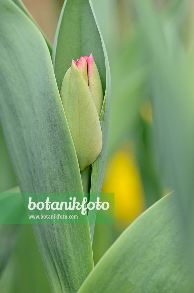 519171 - Tulip (Tulipa) with flower tips