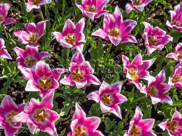 401024 - Tulipe à fleur de lis (Tulipa Ballade)