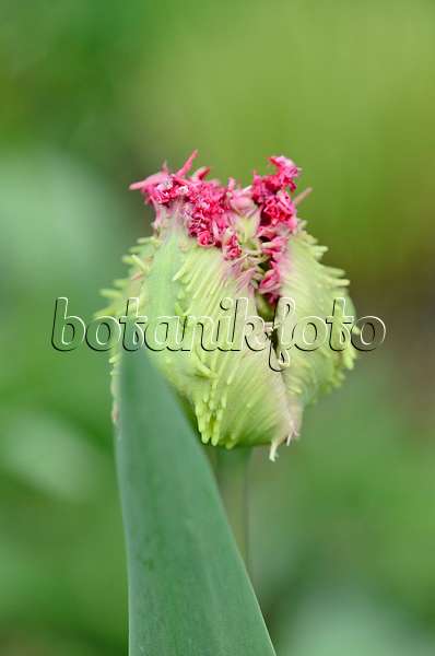 531065 - Tulipe dentelle (Tulipa Barbados)