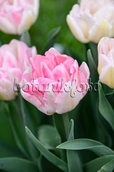 531044 - Tulipe double tardive (Tulipa Angelique)