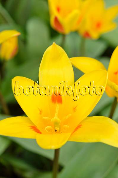 543012 - Tulipe Kaufmanniana (Tulipa Guiseppe Verdi)