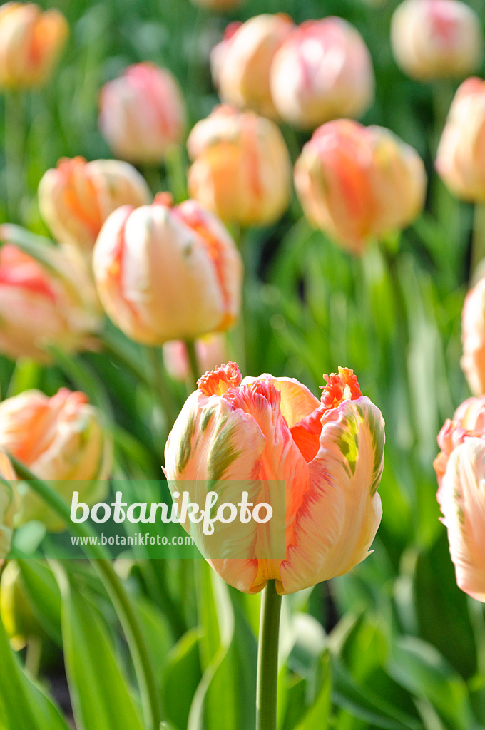 471208 - Tulipe perroquet (Tulipa Apricot Parrot)