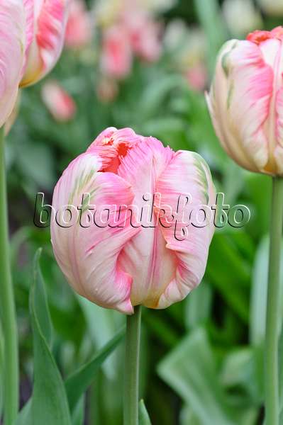 471224 - Tulipe perroquet (Tulipa Apricot Parrot)