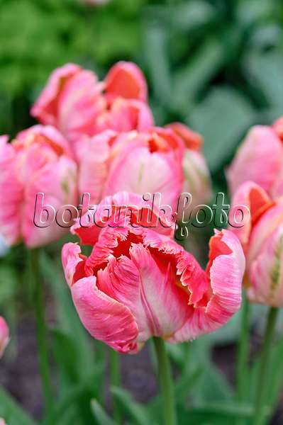 484019 - Tulipe perroquet (Tulipa Apricot Parrot)