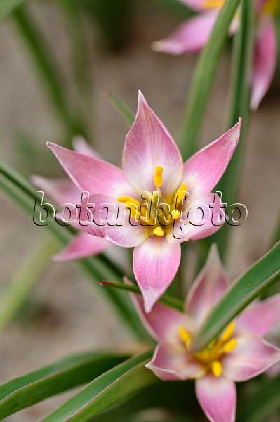 483365 - Tulipe sauvage (Tulipa aucheriana)