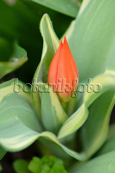 531009 - Tulipe sauvage (Tulipa praestans 'Unicum')
