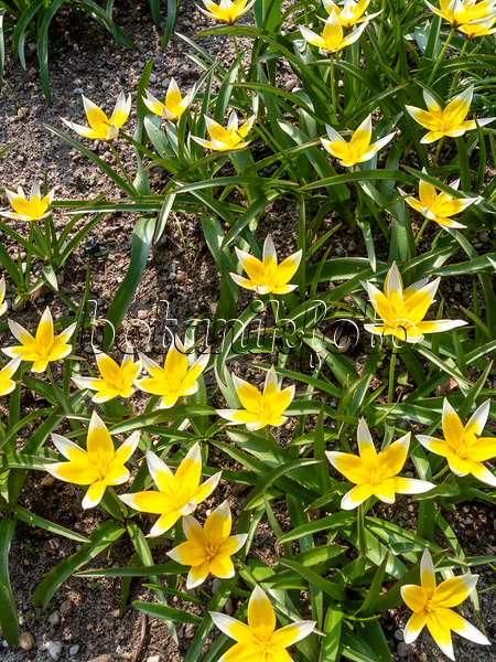 436255 - Tulipe sauvage (Tulipa tarda)