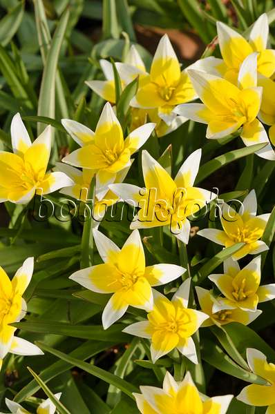 519133 - Tulipe sauvage (Tulipa tarda)