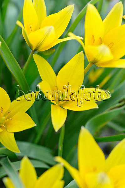 471144 - Tulipe sauvage (Tulipa urumiensis)