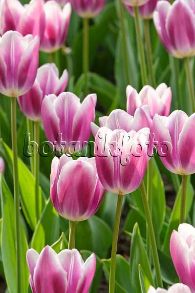 471320 - Tulipe simple tardive (Tulipa Alexander Puschkin)