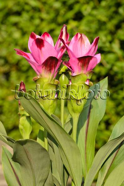 534269 - Tulipe thaïlandaise (Curcuma alismatifolia)