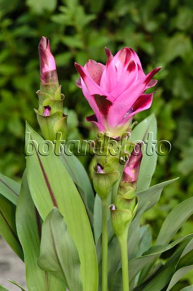 534270 - Tulipe thaïlandaise (Curcuma alismatifolia)
