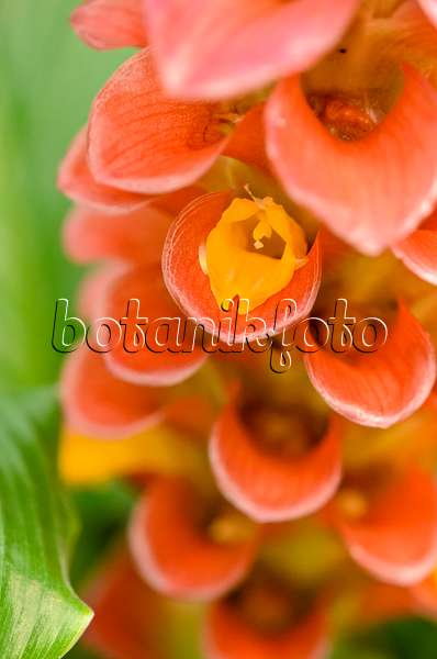 535018 - Tulipe thaïlandaise (Curcuma Gingerstar Red Torch)