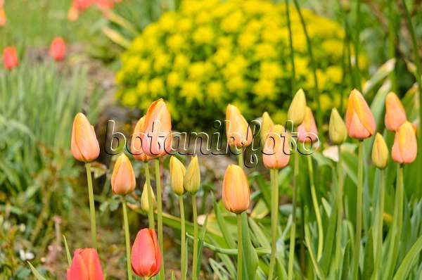 556020 - Tulipes (Tulipa) et euphorbe (Euphorbia)