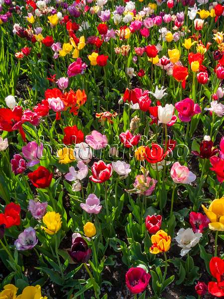 401027 - Tulips (Tulipa)