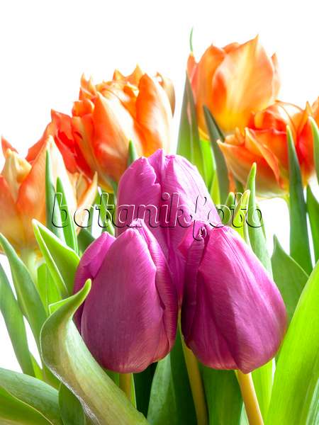 433050 - Tulips (Tulipa)