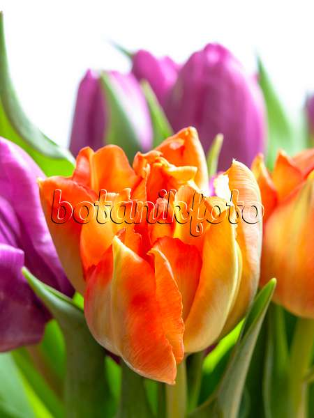 433052 - Tulips (Tulipa)
